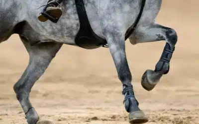L’entraînement et le soin d’un cheval sportif
