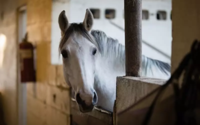 Choix d’une assurance équidé : Les 5 erreurs courantes que font les propriétaires de chevaux.