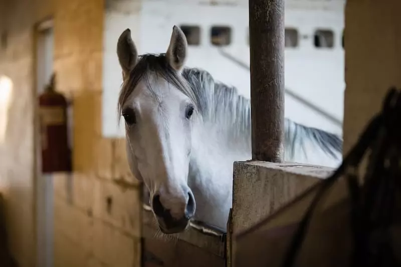 Choix d’une assurance équidé : Les 5 erreurs courantes que font les propriétaires de chevaux.