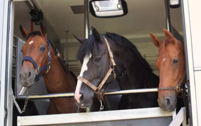 Van ou Camion : Comment transporter vos chevaux en toute sécurité ?