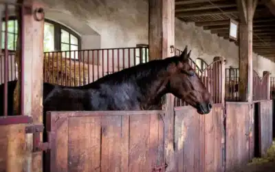 La gestion des risques dans les écuries et haras : Conseils et meilleures pratiques pour assurer la sécurité dans vos bâtiments