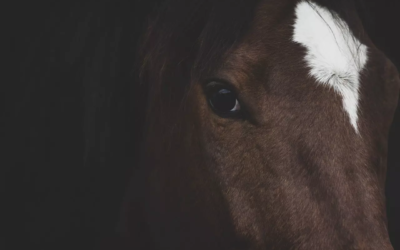 Pourquoi souscrire une assurance mortalité cheval reste un choix responsable