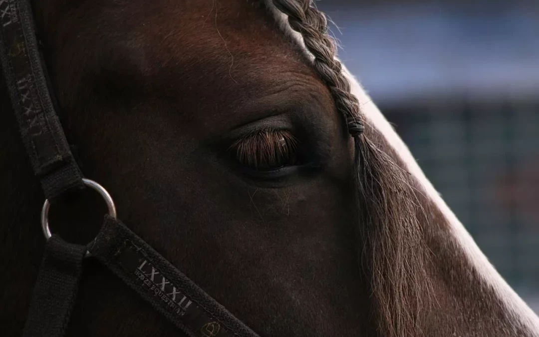 Souscrivez une mutuelle cheval