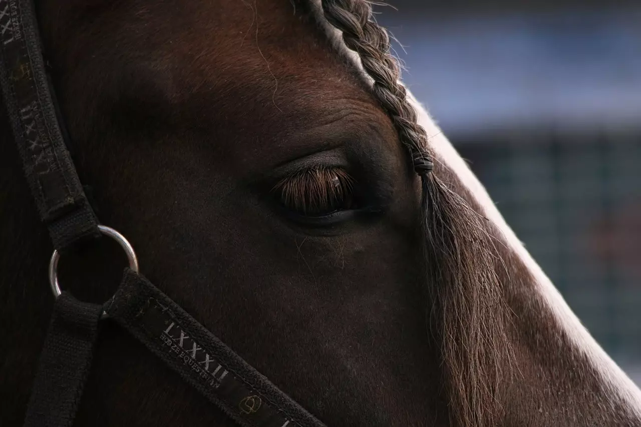 Souscrivez une mutuelle cheval