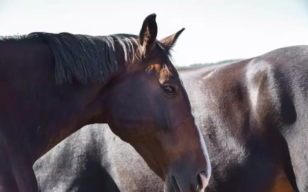 Que faire à la mort de notre cheval ?
