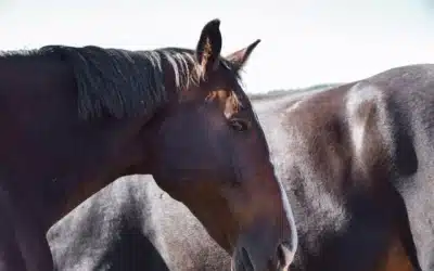 Comment se préparer à la mort de son cheval ?