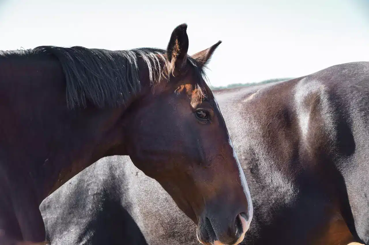 Que faire à la mort de notre cheval ?
