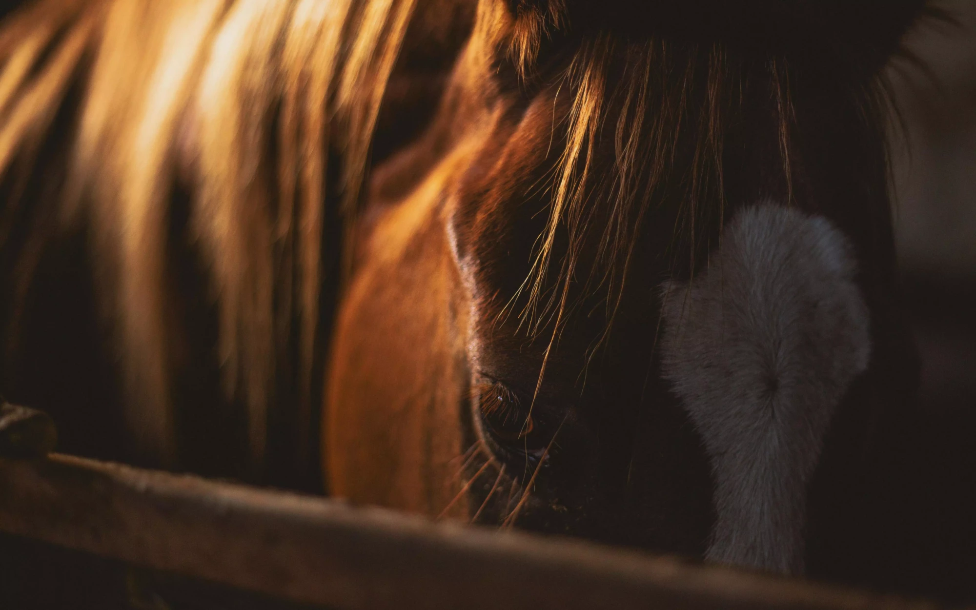Colique cheval Découvrez comment reconnaître une colique du cheval et à réagir.