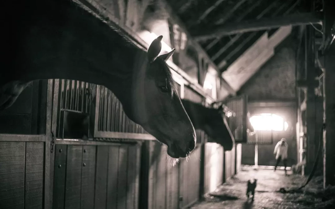 Assurance écurie propriétaires