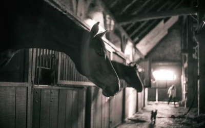 Comment assurer une écurie de propriétaires ?