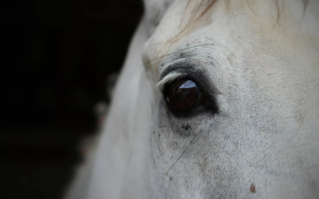La fracture chez un cheval