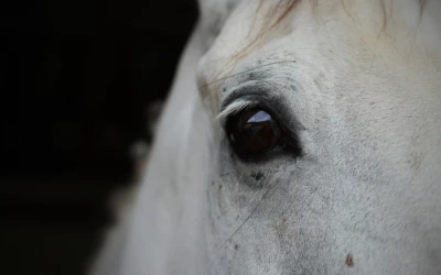 La fracture chez un cheval n’est plus une fatalité