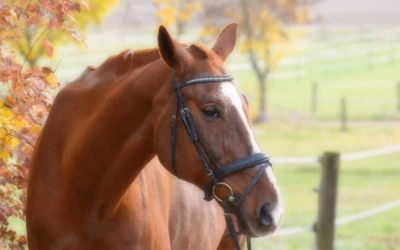 Quel est le prix d’une assurance cheval ?