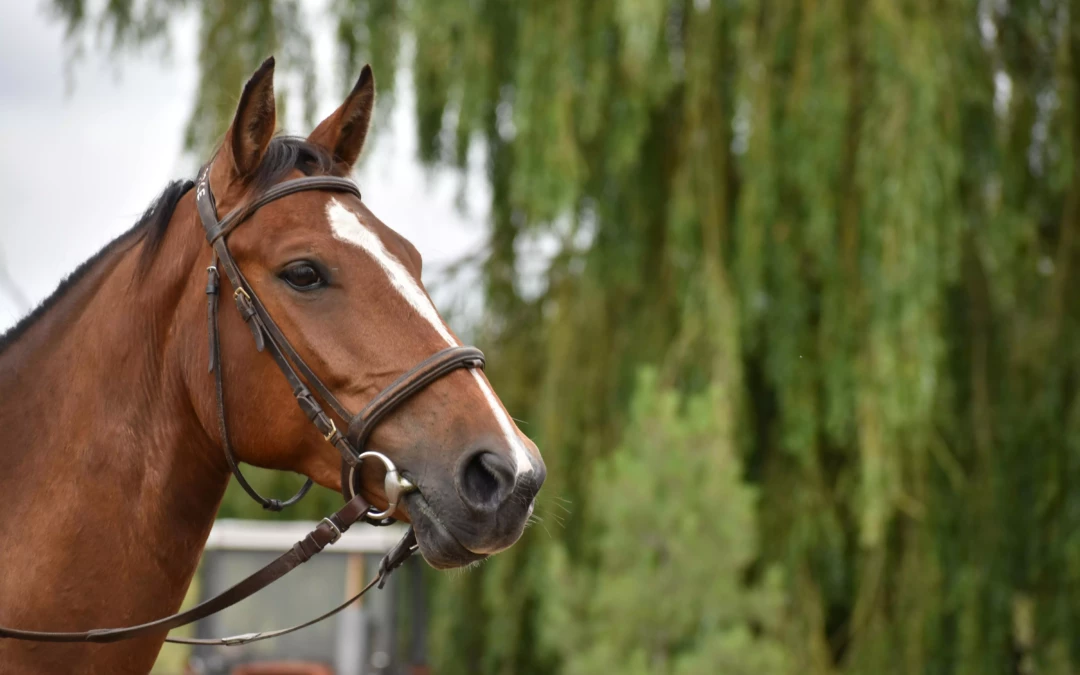 Guide complet sur l'assurance équidé