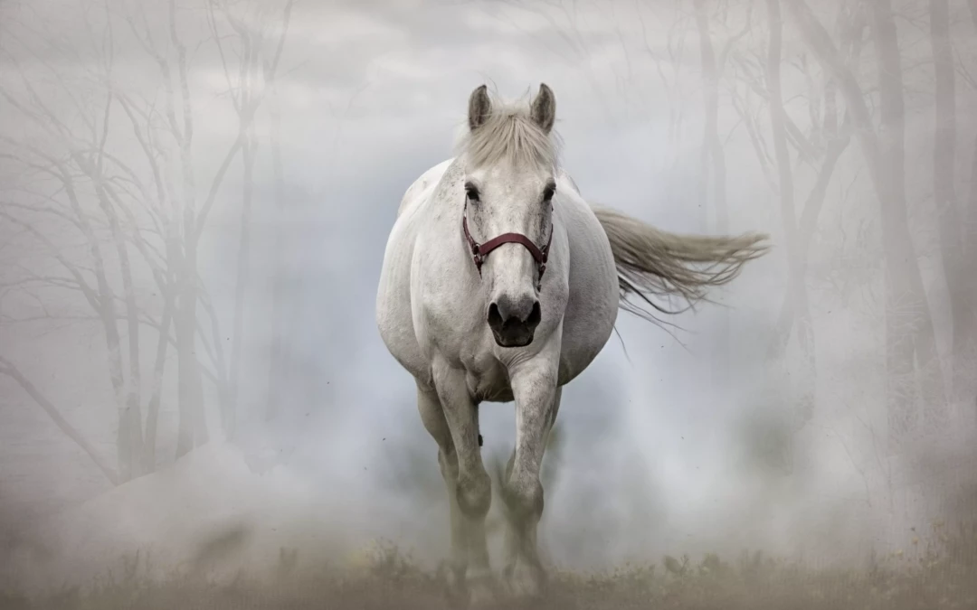 Tout savoir sue la crémation pour cheval
