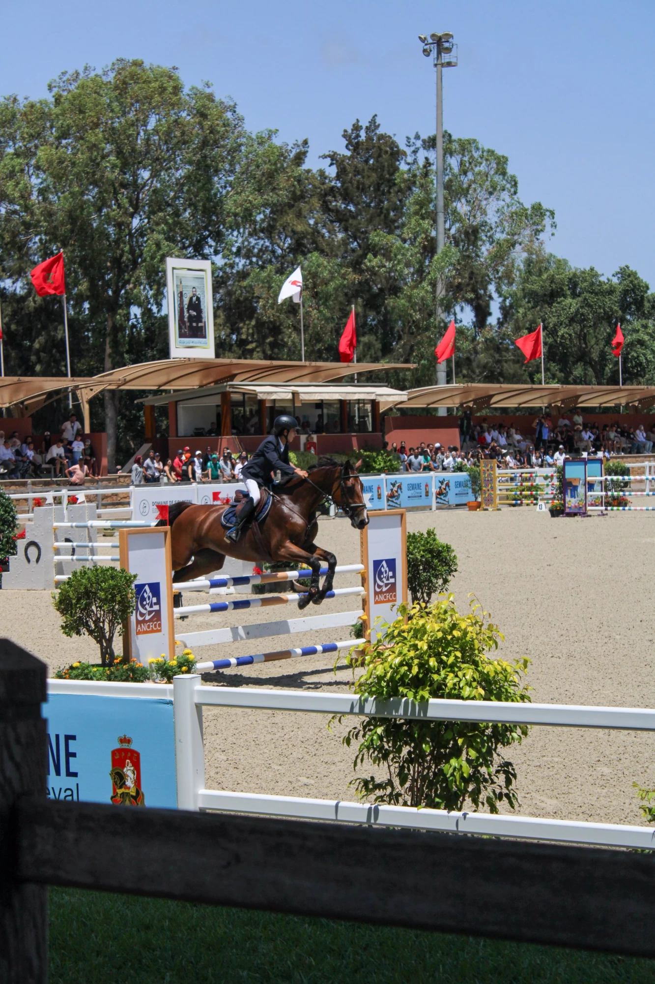 Assurance poney : guide complet L'assurance poney avec Pegase Insurance