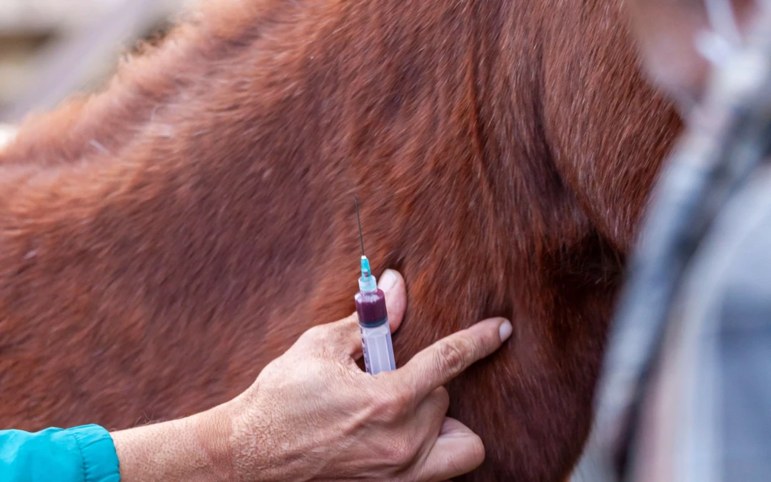 Frais vétérinaire pour le cheval : à quoi s’attendre ?