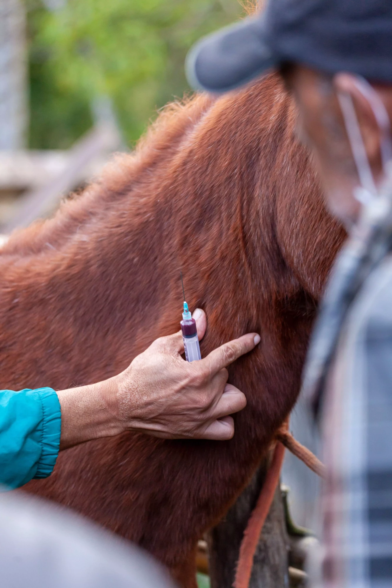 Tout savoir sur les frais vétérinaires chez le cheval Frais vétérinaire pour le cheval : à quoi s’attendre ?